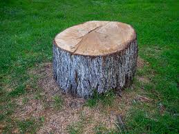 Roaming Shores, OH Tree Services Company