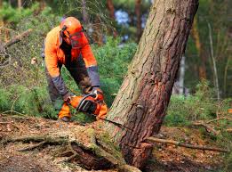 Best Pest Control for Lawns  in Roaming Shores, OH