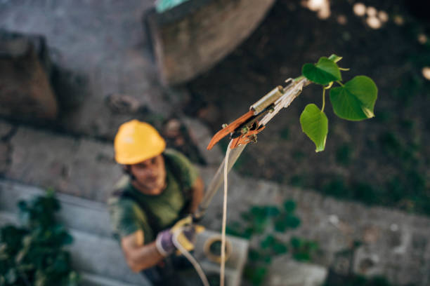 Best Tree Disease Treatment  in Roaming Shores, OH