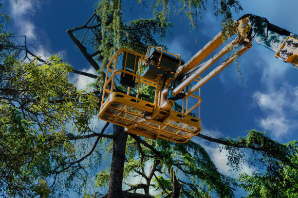 Best Firewood Processing and Delivery  in Roaming Shores, OH