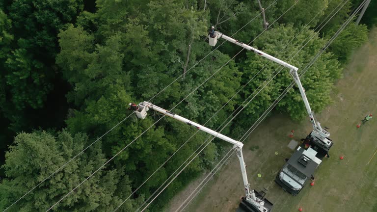 How Our Tree Care Process Works  in  Roaming Shores, OH