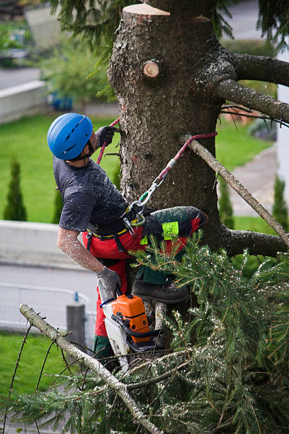 Best Tree Health Inspection  in Roaming Shores, OH