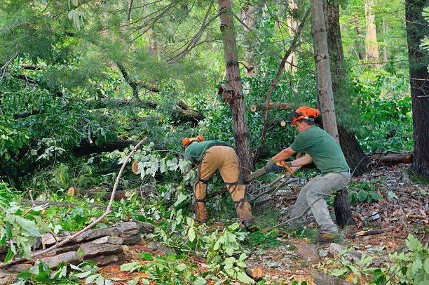Best Lawn Maintenance Plans  in Roaming Shores, OH