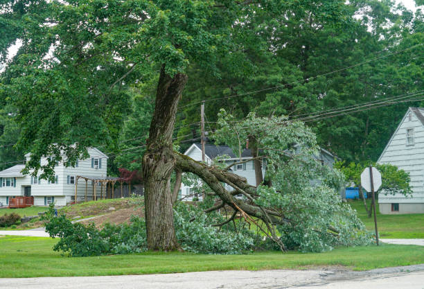 Best Emergency Tree Removal  in Roaming Shores, OH