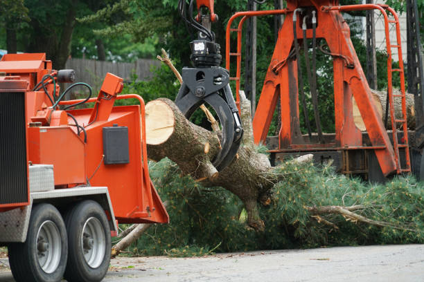 Best Lawn Grading and Leveling  in Roaming Shores, OH
