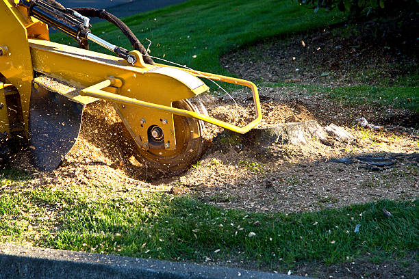 Best Tree Maintenance Programs  in Roaming Shores, OH