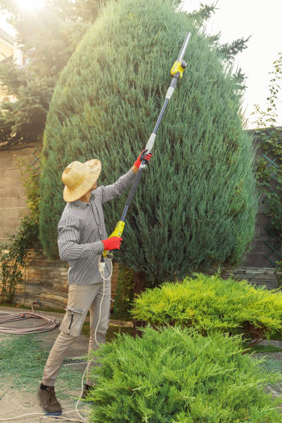 Best Tree Trimming and Pruning  in Roaming Shores, OH